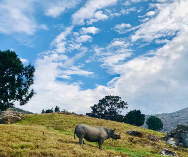 activity_detail_image