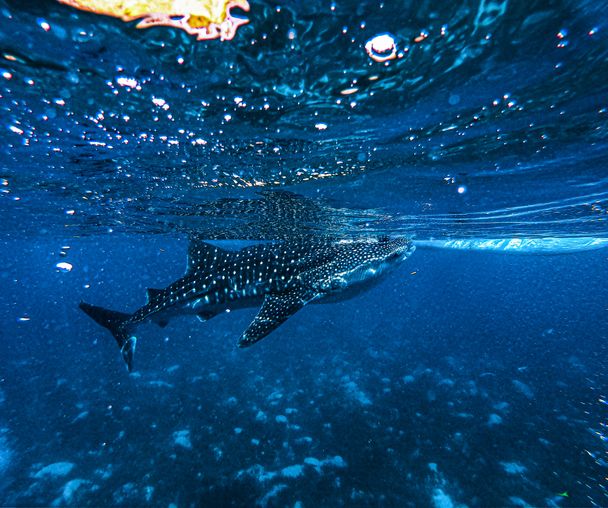 activity_detail_image