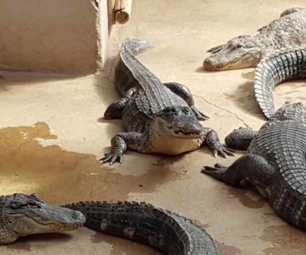 activity_detail_image