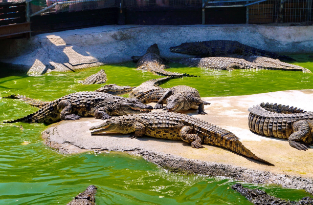 activity_detail_image