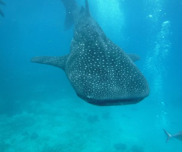 activity_detail_image