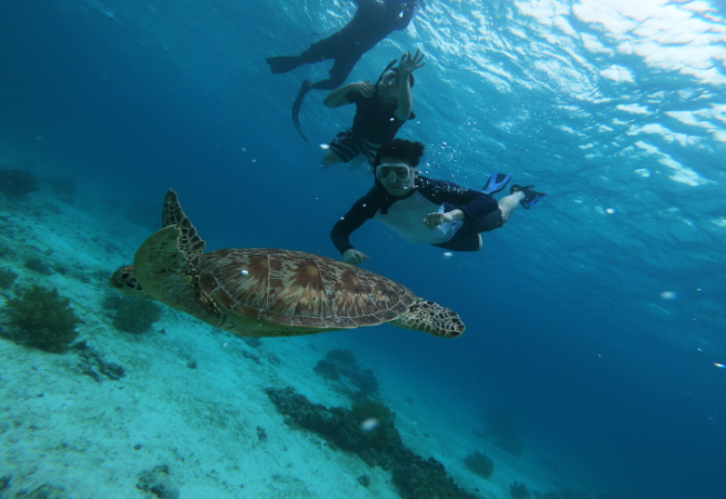 ボホール・1日ツアー(イルカ、ホタル、シュノーケリング、マッサージ)