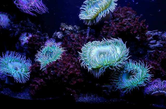 샌안토니오 아쿠아리움 입장권