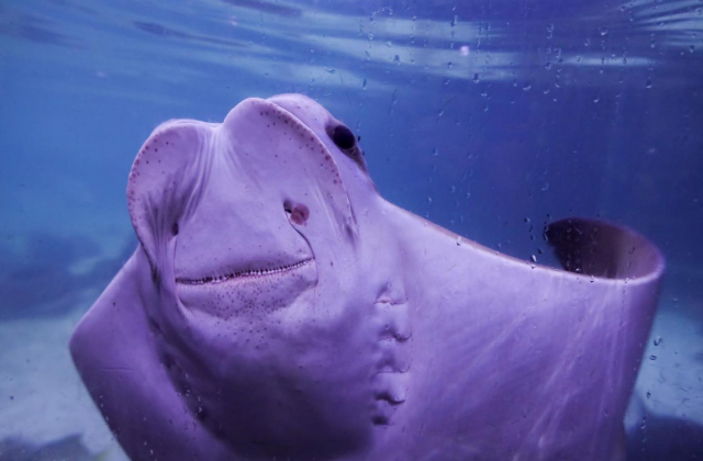 샌안토니오 아쿠아리움 입장권