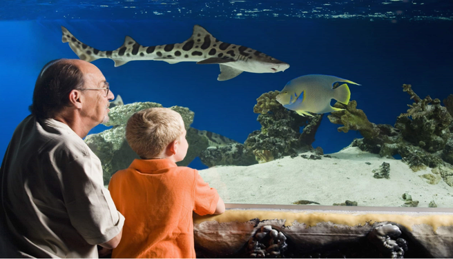 サンアントニオ水族館 入場チケット
