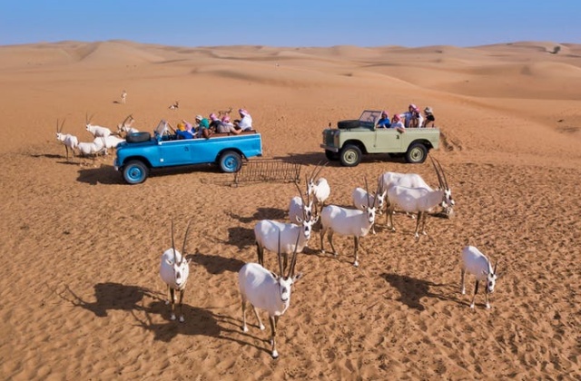 두바이 럭셔리 사막 사파리 오후 투어