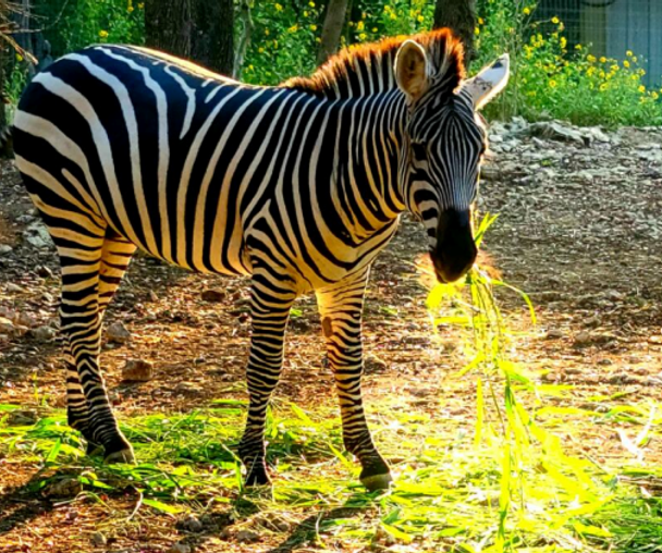 activity_detail_image