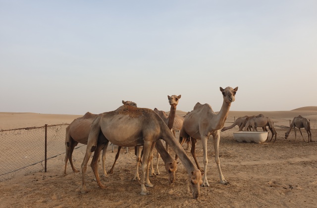 아부다비 사막 사파리 투어 (오전, 오후 선택 가능)