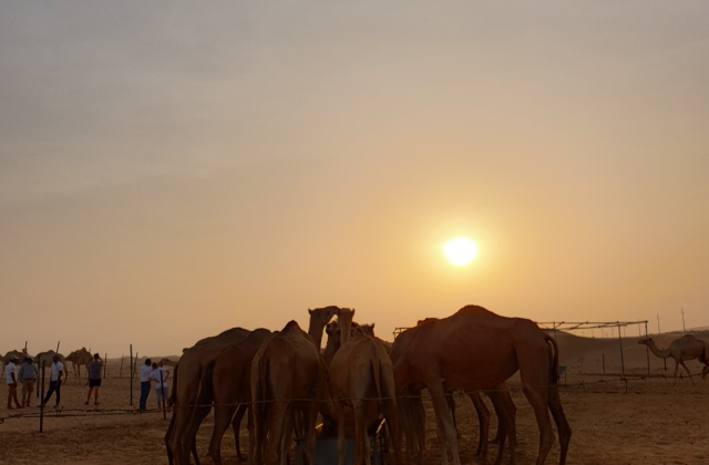 아부다비 사막 사파리 투어 (오전, 오후 선택 가능)