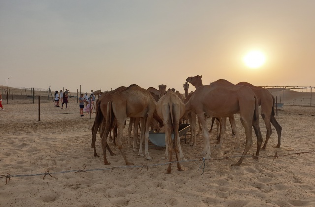아부다비 사막 사파리 투어 (오전, 오후 선택 가능)