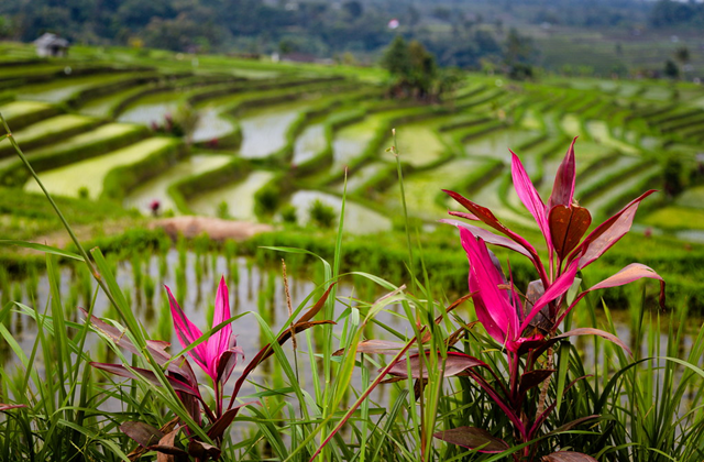 발리 현지 가이드 테구와 함께하는 북부 명소 프라이빗 차량 투어