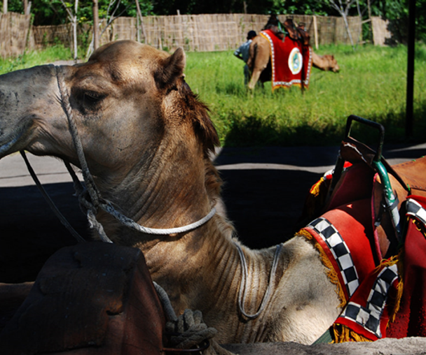 activity_detail_image