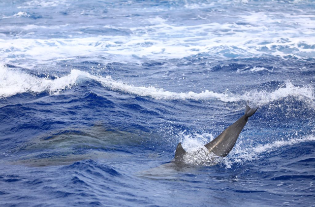 괌 돌핀크루즈 (돌고래 투어, 에메랄드 밸리, 괌 슈퍼패스 카드 제공)