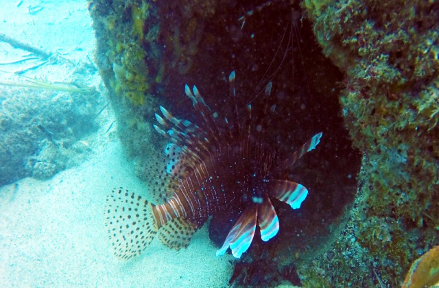 Gold Coast Wave Break Island Snorkeling Tour