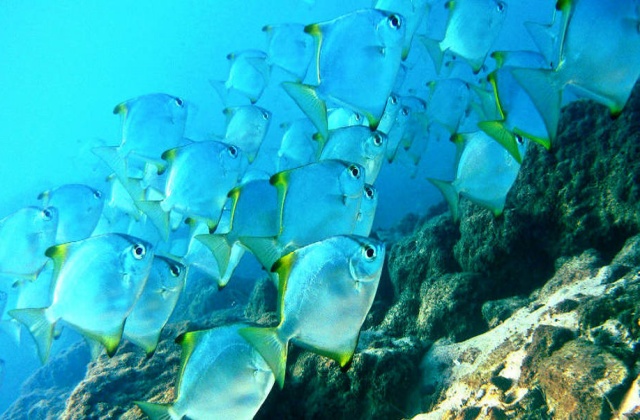 Gold Coast Wave Break Island Snorkeling Tour