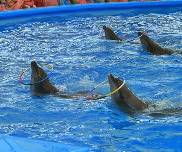 activity_detail_image