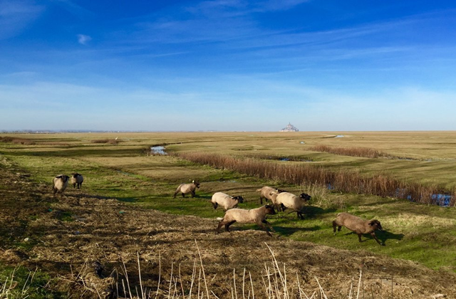 [파리샘여행사] 몽생미셸 & 옹플뢰르 투어 - 프랑스 관광청 인가 투어