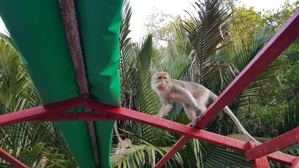 코타키나발루 뚜아이 반딧불 일일 투어 (출국 PKG)