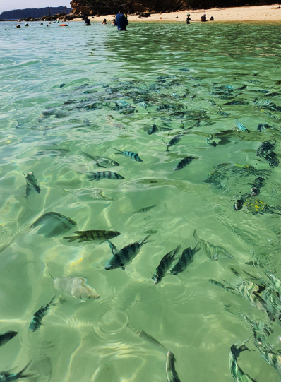 Kota Kinabalu: Sapi Island Hopping Tour & Sea Walking