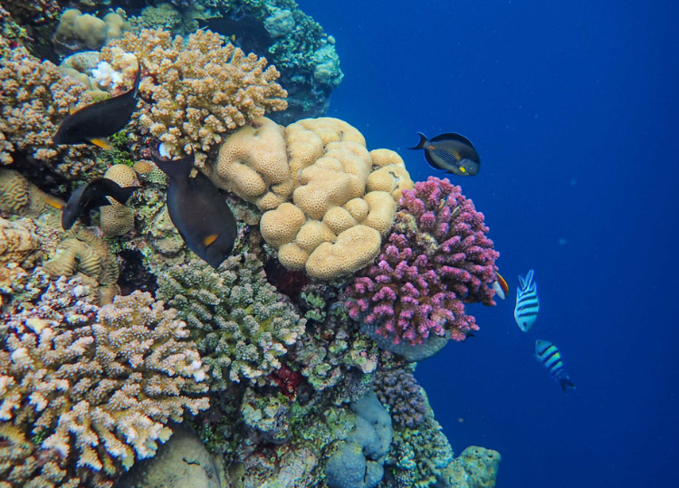 코타키나발루 프리미엄 보트 호핑투어 (니모 3포인트 스노클링)