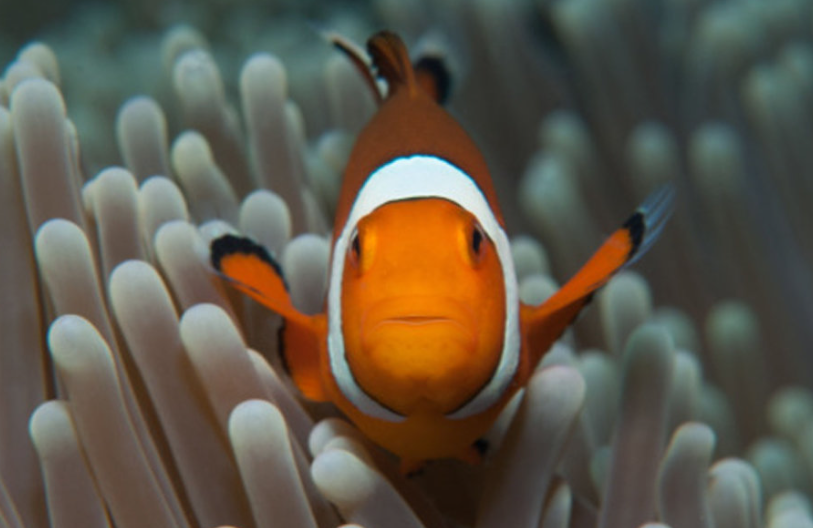 코타키나발루 프리미엄 보트 호핑투어 (니모 3포인트 스노클링)