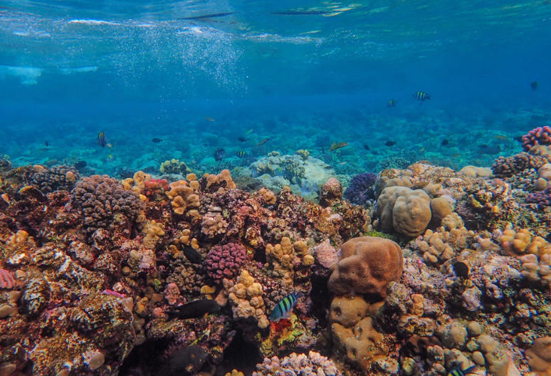 코타키나발루 프리미엄 보트 호핑투어 (니모 3포인트 스노클링)