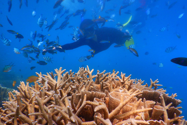 Kota Kinabalu Premium Boat Hopping Tour (Nemo 3-Point Snorkeling)