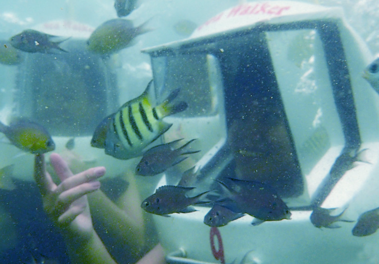 Kota Kinabalu: Sapi Island Hopping Tour & Sea Walking Package