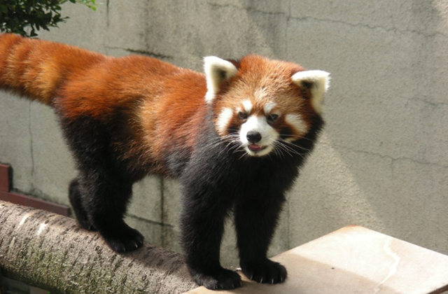 Gunma Safari Park Ticket