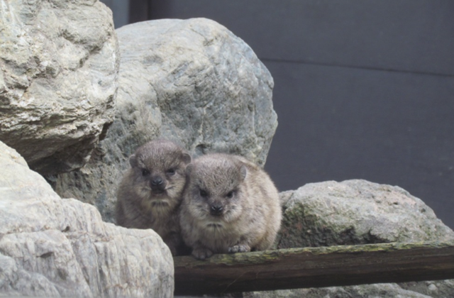 Gunma Safari Park Ticket