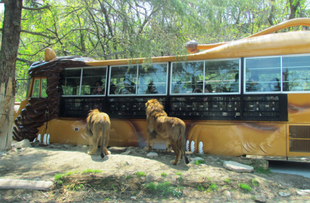 Gunma Safari Park Ticket