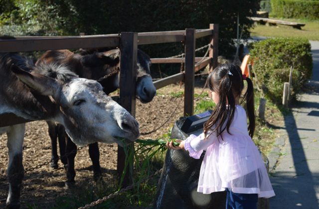 Gunma Safari Park Ticket