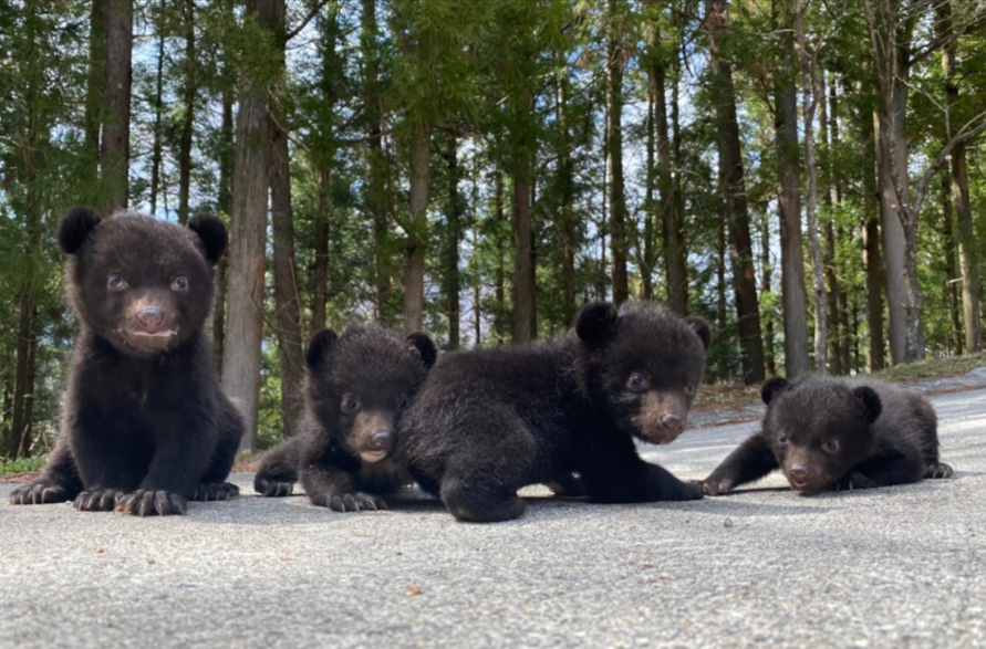 activity_detail_image