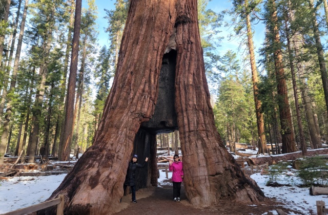 [US아주투어] [3박4일] LA 출발: 요세미티 국립공원 & 샌프란시스코 패키지 투어 (매주 금 출발)