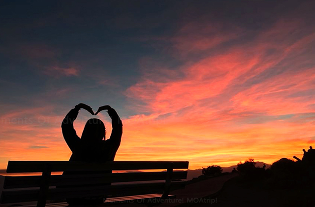 [모아트립] LA 출발: 조슈아트리 어드벤처 투어 (12시간 코스)