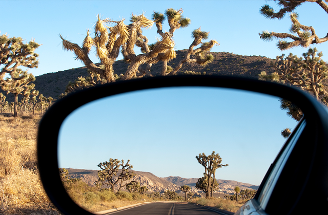[모아트립] LA 출발: 조슈아트리 어드벤처 투어 (12시간 코스)