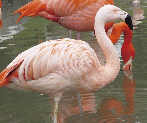 activity_detail_image