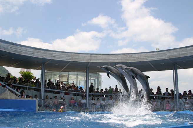 大分マリーンパレス水族館「うみたまご」入場チケット