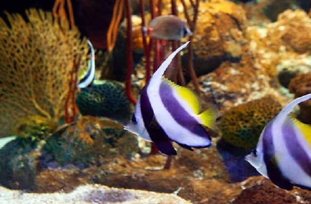 파타야 언더워터 월드 아쿠아리움 입장권