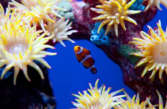 파타야 언더워터 월드 아쿠아리움 입장권