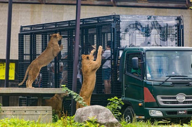 도치기 나스 사파리 파크 입장권