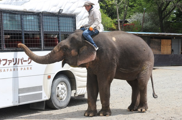 도치기 나스 사파리 파크 입장권
