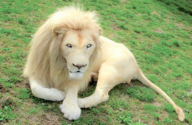 도치기 나스 사파리 파크 입장권