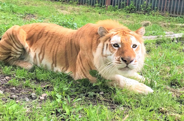 도치기 나스 사파리 파크 입장권