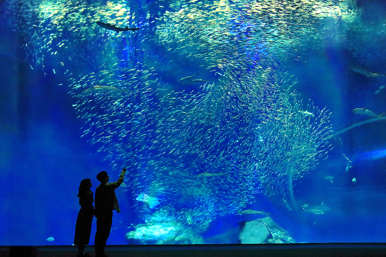 Aqua World Oarai Aquarium Ticket in Ibaraki Prefecture