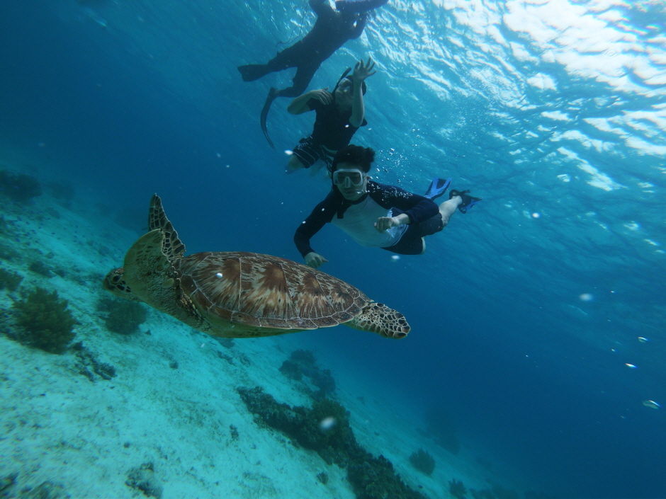 ボホール・イルカと亀に会うバリカサグ島ホッピングツアー(送迎付き)
