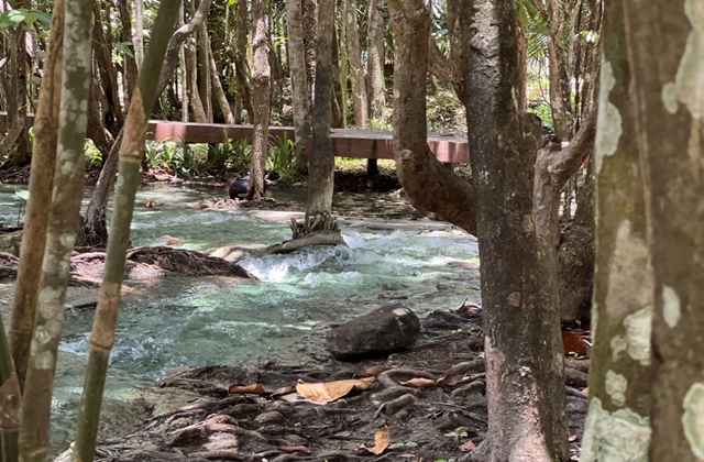 끄라비 에메랄드 온천 & 자연풀장 투어