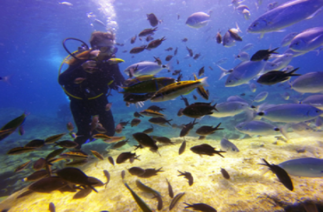 세부 다이빙 CMAS 오픈워터 자격증 클래스 (2일 진행)