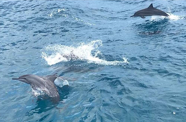 Guam Dolphin Cruise by Blue Ocean Dolphin (Fishing, Snorkeling, Tuna Sashimi)