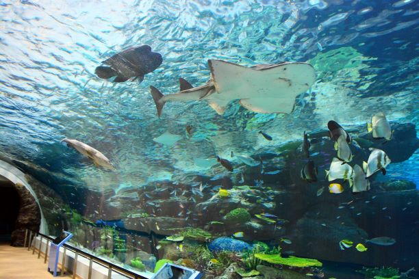 나고야항 수족관 입장권